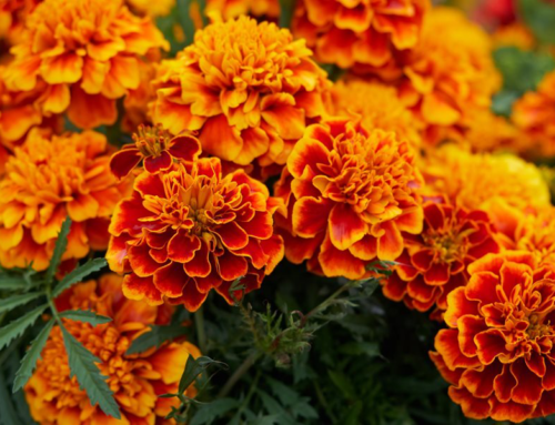 7 Skin Benefits of Marigold Extract